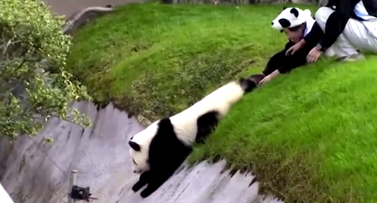 Giant Panda Gets Himself In Trouble, Asks Human For Help