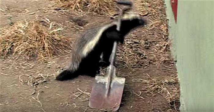 Honey Badger Houdini Can’t Be Caged. How He Escapes Is Absolutely Genius!