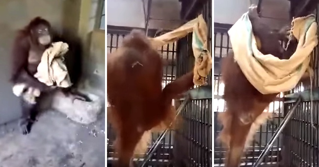 Orangutan Relaxes By Building Herself A Hammock