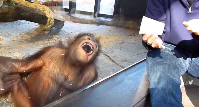 Man Blows An Orangutan's Mind With A Magic Trick