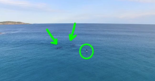 Paddle Boarding In Australia With Two Curious Whales