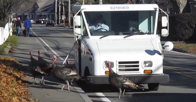 Mailman Is Ambushed By A Gang Of Turkeys Every Day. How He Deals With It Is Hilarious.