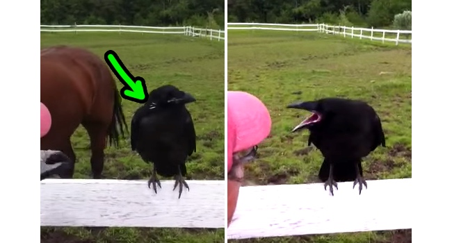 Wild Raven Asks Human For Help To Remove Porcupine Quills From Its Face