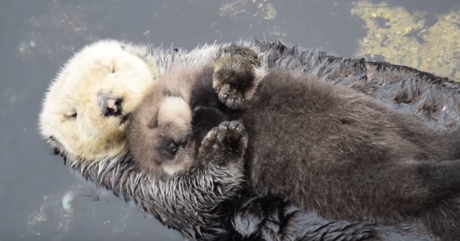 A Baby Sea Otter Trying To Sleep On His Floating Mom Is Adorable