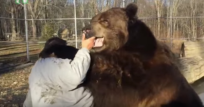 Giant Grizzly Bear Loves To Hang Out With His Keeper