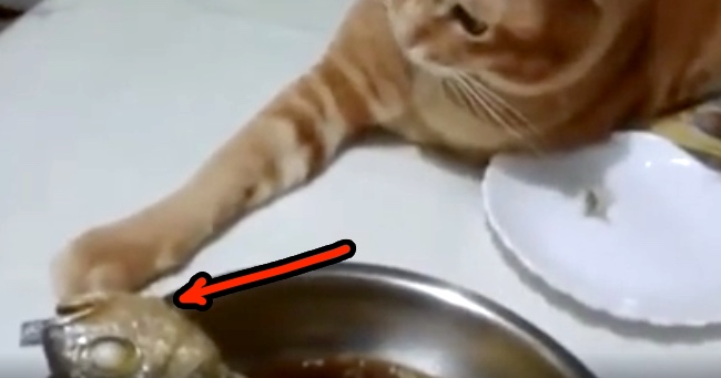 This Determined Cat Won't Take No For An Answer