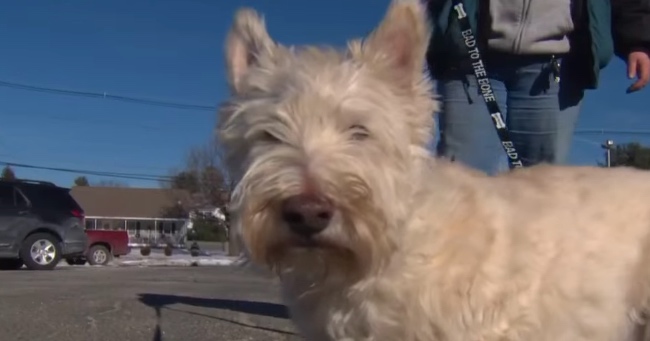 Scottish Terrier A Real Life 'Lassie' When He Saved His Furry Friend