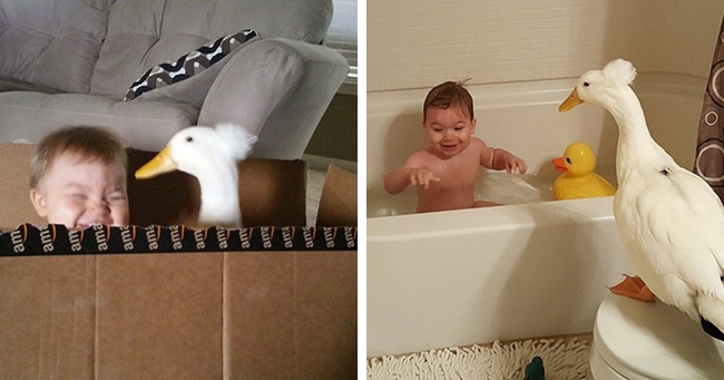 Toddler Has A Loyal Duck As His Guardian