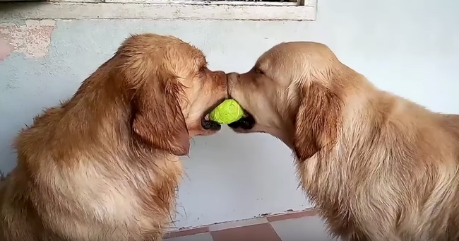 Two Golden Retrievers Fight Over A Ball Until One Comes To Mediate