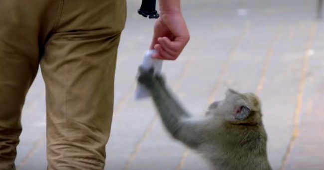 Thieving Monkeys Are Stealing From Tourists For An Interesting Reason…