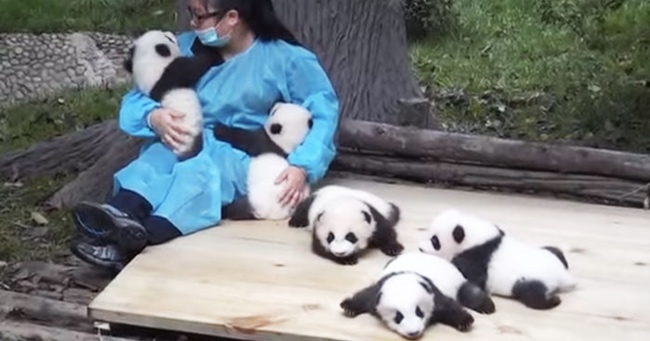 This Woman Has The Best Job In The World: Cuddling Pandas For $32,000
