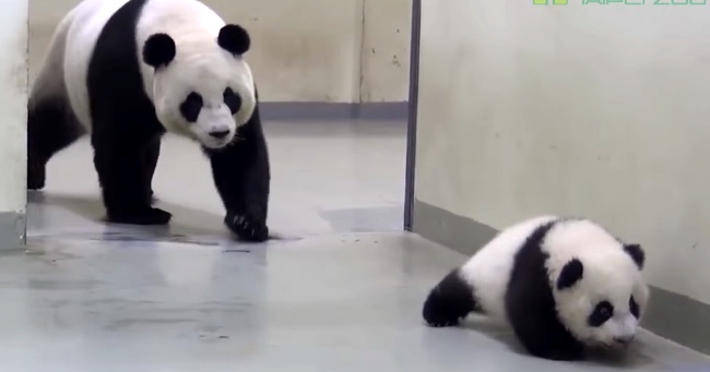 Momma Panda Has To Put Her Baby Back To Bed
