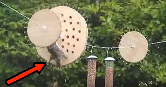 One Squirrel's Impossible Mission To Reach The Bird Feeder
