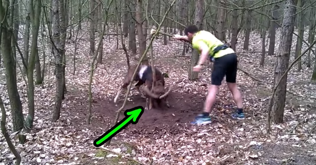 Jogger Finds A Ram Stuck Around A Tree. Ram Panics When Being Rescued.