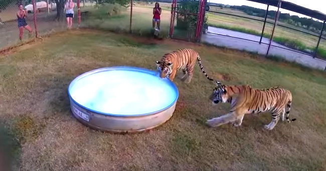 Tiger Cubs Enjoying A Bubble Bath Is Exactly What This World Needs