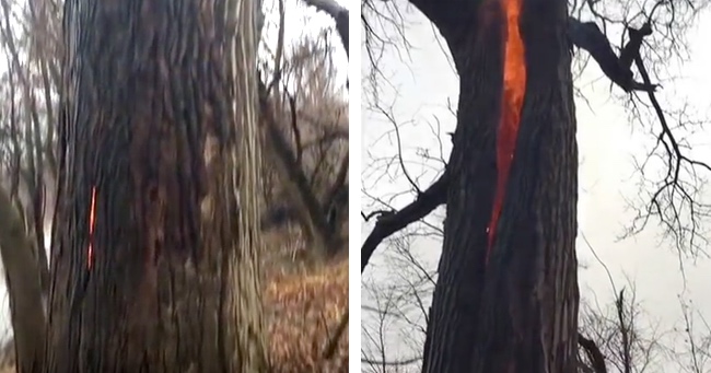 Very Rare And Strange Phenomenon Happen To A Tree Struck By Lightning