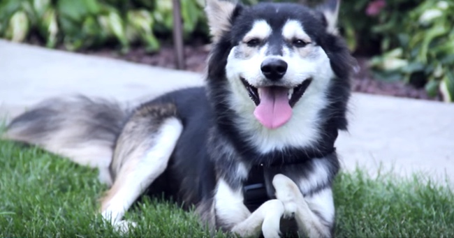 Derby The Dog Gets 3D Printed Prosthetics So He Can Run Again