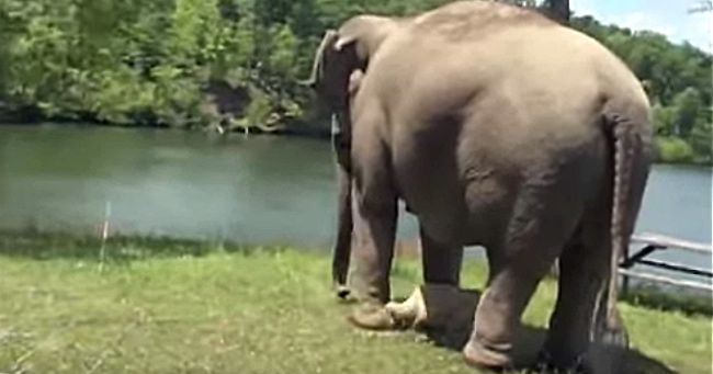 This Elephant Waited In The Same Spot For 3 Weeks. The Reason Why Is Heartwarming.