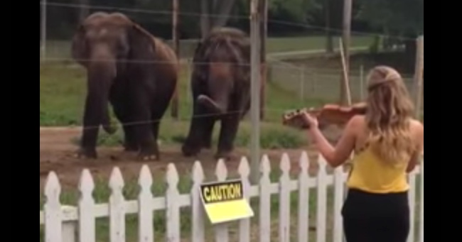 These Elephants Love To Dance To Classical Music