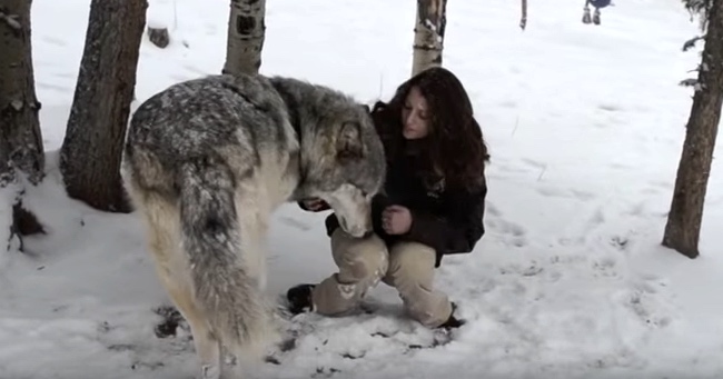 Kekoa The Wolf Loves To Give Kisses To His Lady Friends