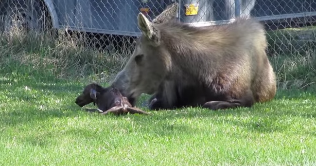 Mommy Moose Gives Birth To Twins