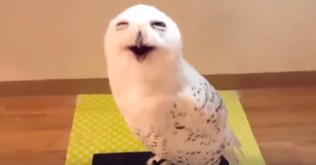 An Owl That Laughs? 'Hoo' Is Responsible For This?