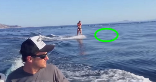 Woman Ends Up Wakeboarding With Dolphins