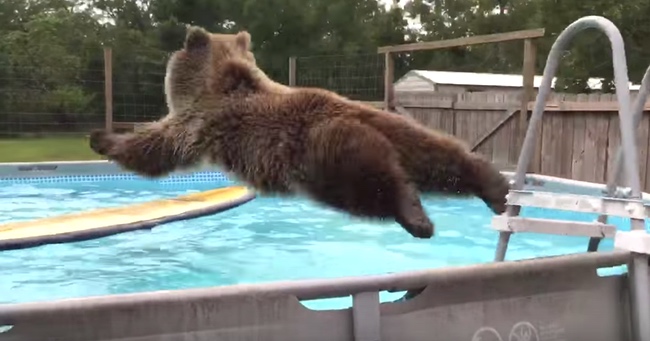 Crazy Grizzly Bear Loves To Dive Into Pools