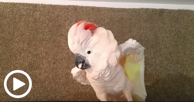 Diva Cockatoo Throws A Hissy Fit