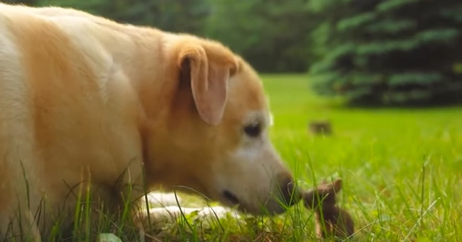 This Is What Happens When A Dog Meets A Wild Baby Bunny