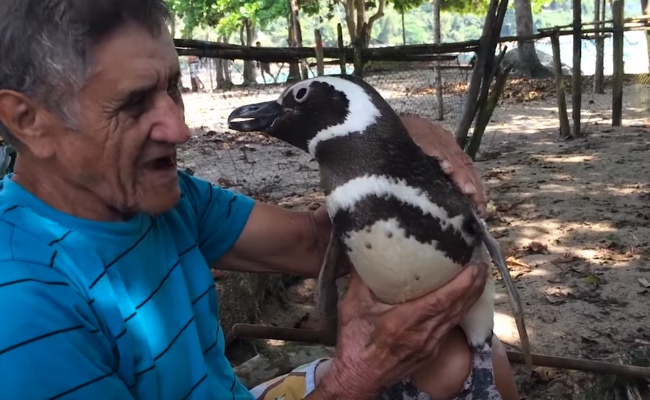Penguin Covered with Oil Is Saved by Old Man, Now Swims 5,000 Miles Across Ocean to Repay Him