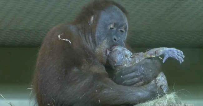 This Is The First Time An Orangutan Birth Has Been Caught On Camera