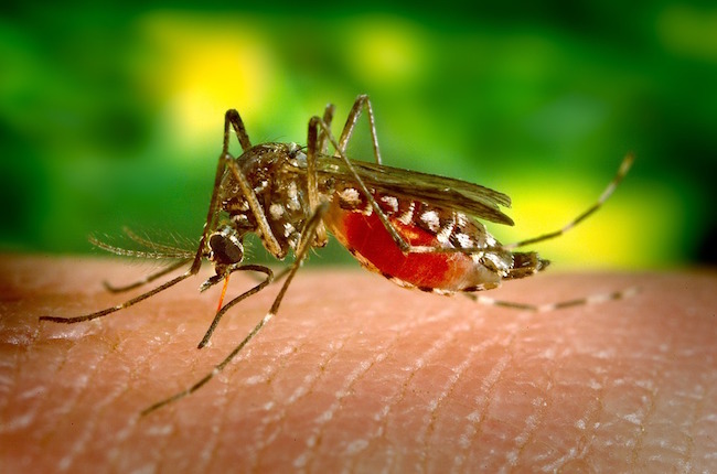 The Reasons Why Mosquitoes Bite Some People More Than Others