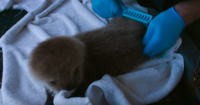 To Help Orphan Otters, The Monterey Bay Aquarium Runs An Otter Salon