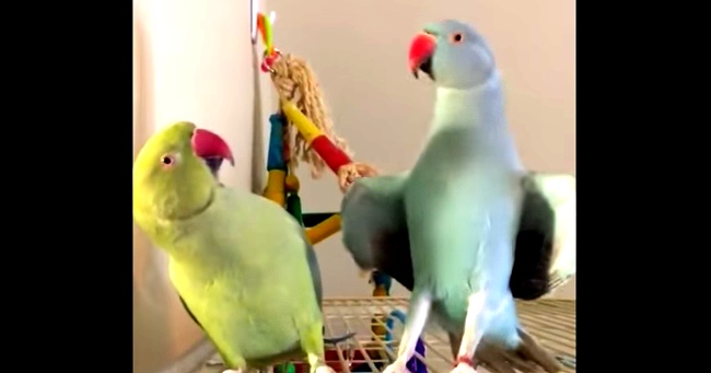What Are You Doing? Giving Parakeet Kisses!