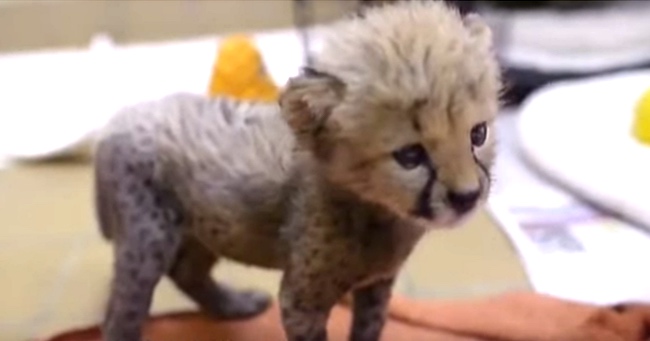 Rejected Cheetah Cub Becomes Best Friends With A Puppy