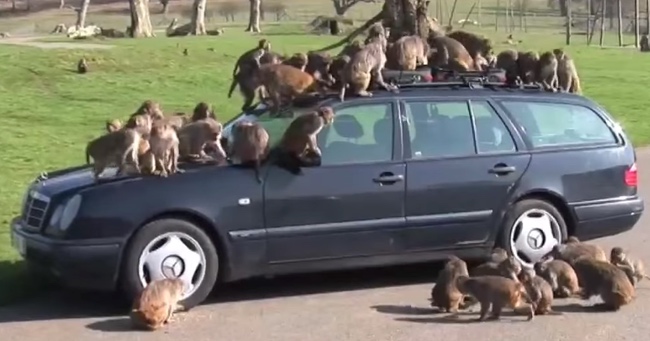 Park Wardens Have An Interesting Way Of Getting Monkeys Used To Cars…