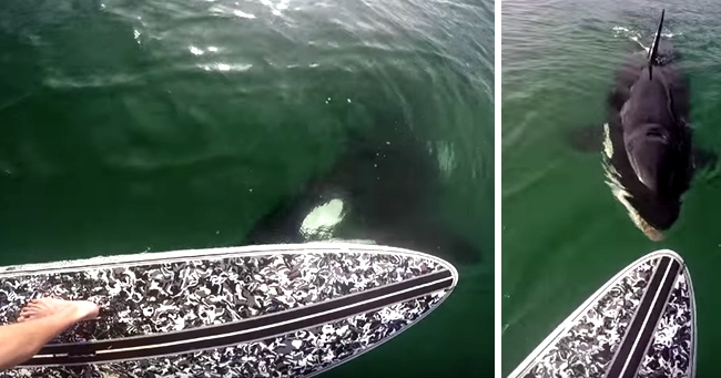 Killer Whale Mulls Decision To Try And Eat A Paddle Boarder