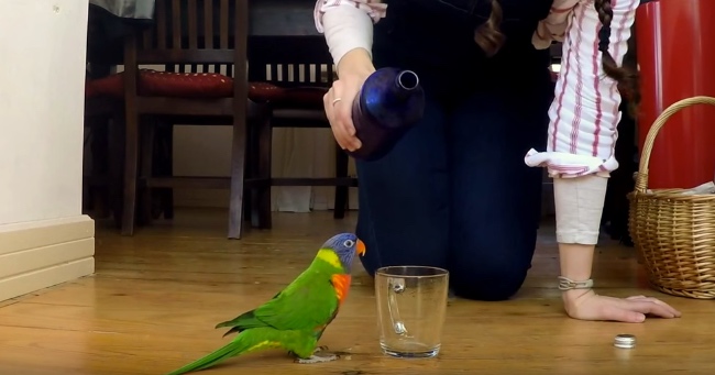 Loki The Rainbow Lorikeet Gets Really Excited About Water
