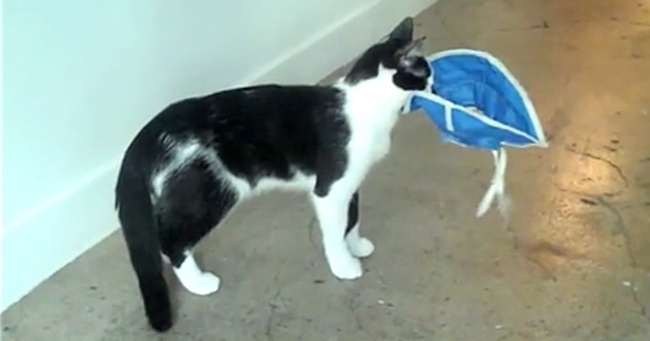 Unusual Kitten Acts like a Dog