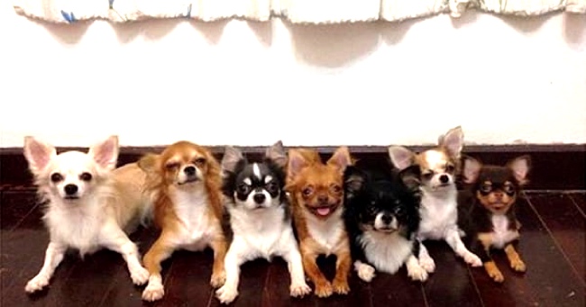 A Family Of Chihuahuas In Thailand Have A Most Unusual Father