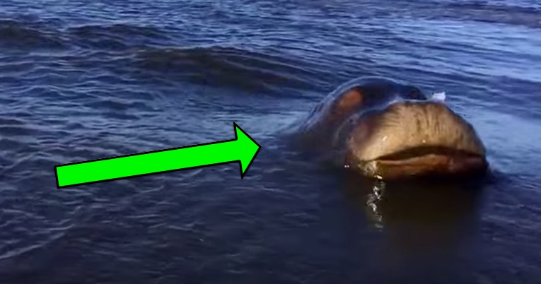 Water Beast Follows Motor Boat and Surprises Passengers