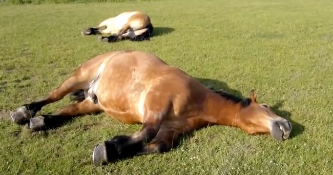 We Now Know What Snoring Horses Sound Like