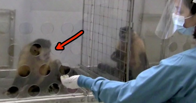 unethical monkey experiment