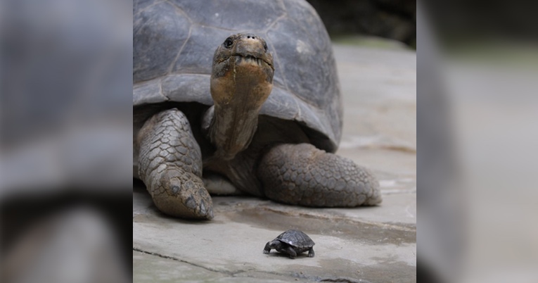 80-Year-Old Galapagos Tortoise Bolsters Her Endangered Species With 9 Babies