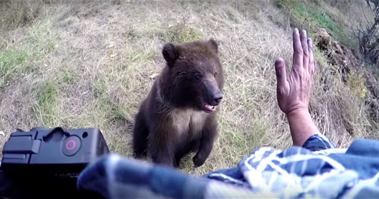 Man Tickles a Bear Cub, Just Wait To See Its Reaction