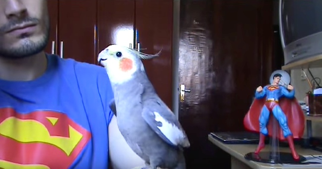 Togepi The Cockatiel Sings The Super Mario Bros. Theme Song Like A Pro!
