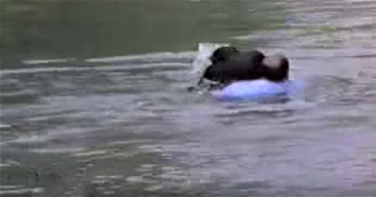 Man Rescues Drowning Chimp From Certain Death
