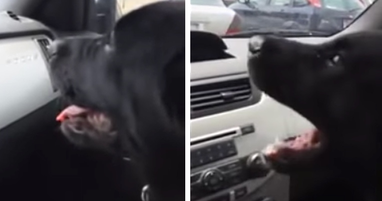 Adorable Puppy Tries To 'Eat' The Car's Air Conditioning