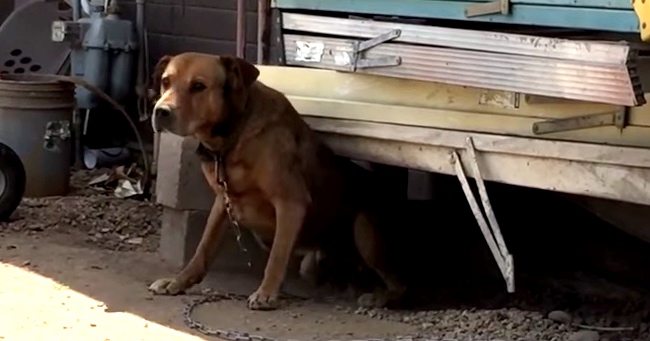 Man Rescues Dog Chained Up For Years
